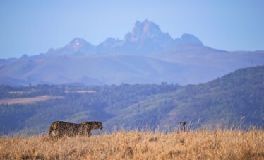 Cheetah on the Laikipia Plateau in Kenya