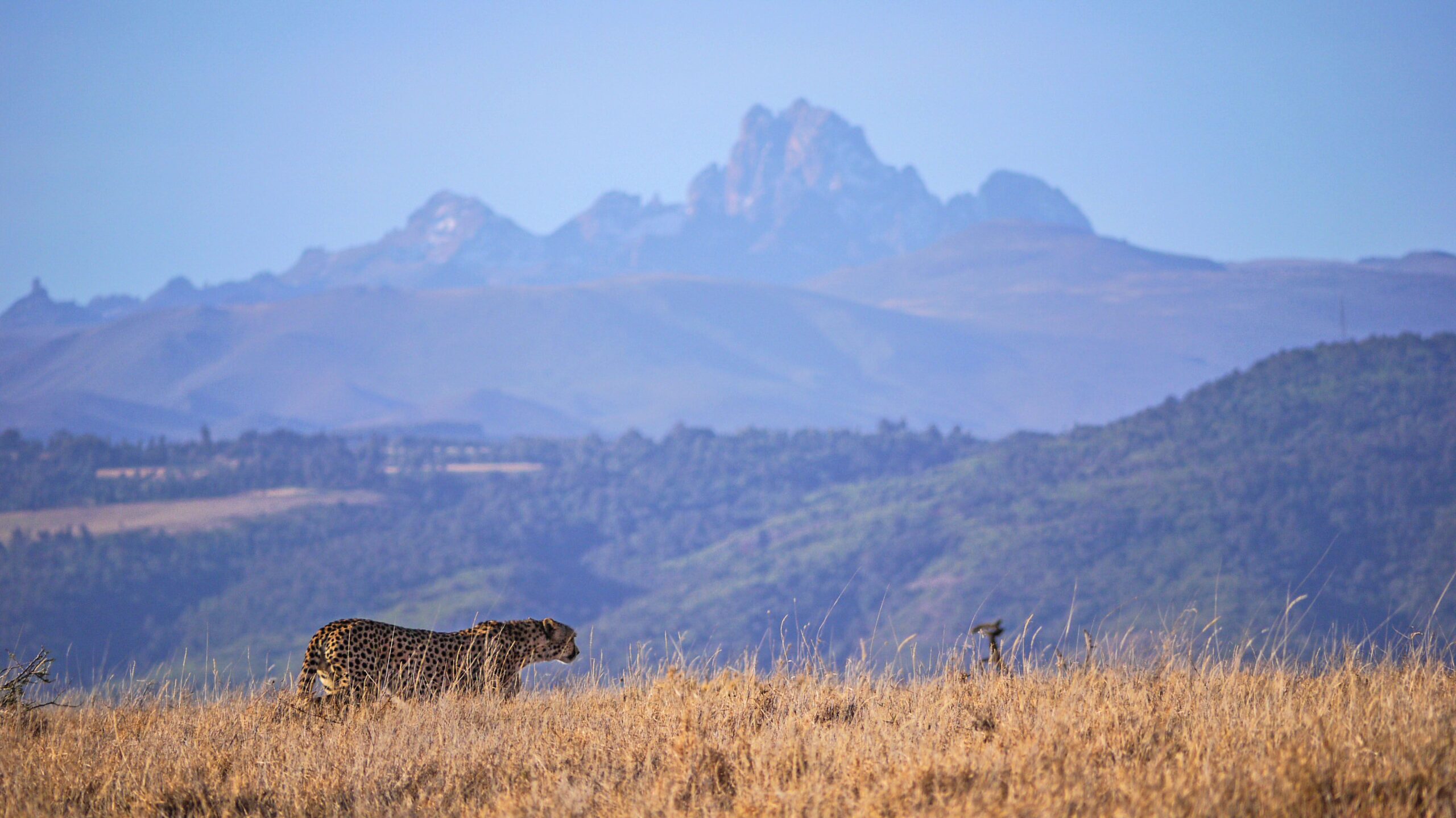 Cheetah on the Laikipia Plateau in Kenya