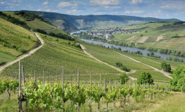 germany, vineyard, river