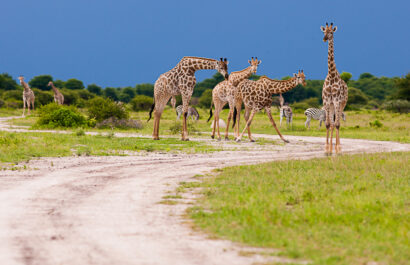 Giraffe at Nxai Pan in Botswana