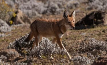 Ethiopia’s Unique Wildlife and Culture
