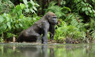 Gabon Safari Magic: Gorillas, Elephants & Turtle Nesting Beaches