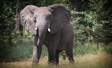 Malawi – Conservation in Action